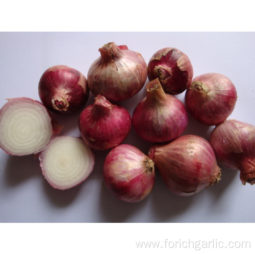 New crop Red onion